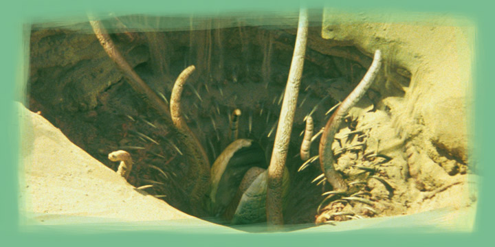 The Sarlacc